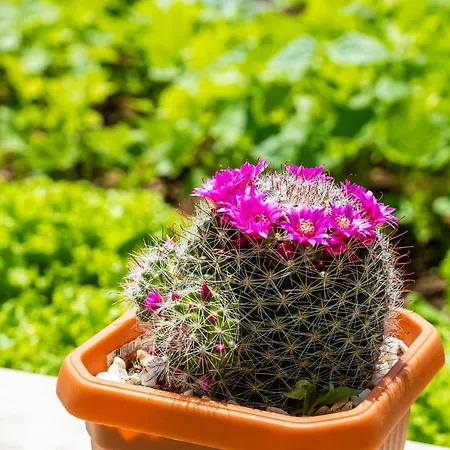 Διαμέρισμα Nico Ντουμπρόβνικ